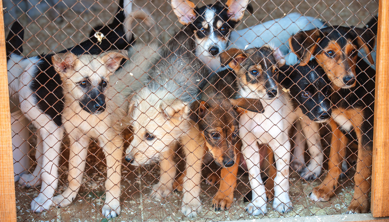 Animal Protection